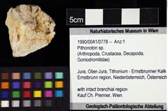 Foto (Objket + Etiketten) von Pithonoton sp. 